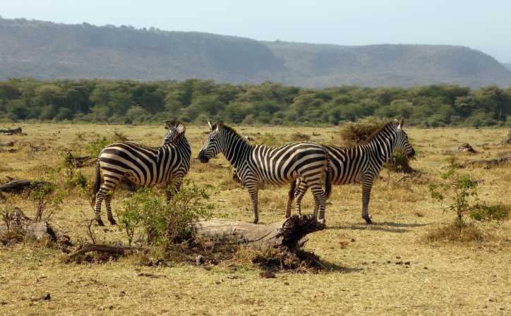 A dazzle of zebras strolling near the escarpment of Great Rift Valley in Lake Manyara National Park