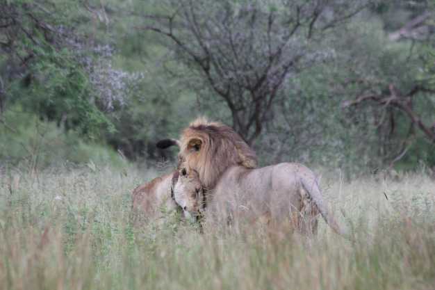A lion and lioness relaxing amidst the lovely scenery of Tarangire national park