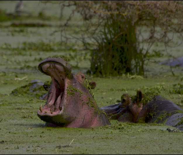 Just another day in the Hippo pool on the Ngorongoro crater floor
