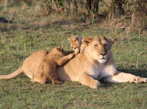 Lion cubs making the mamma lioness their playground, Serengeti National Park