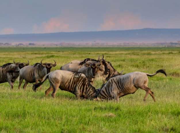 Wildebeest playing in Amboseli National Park.