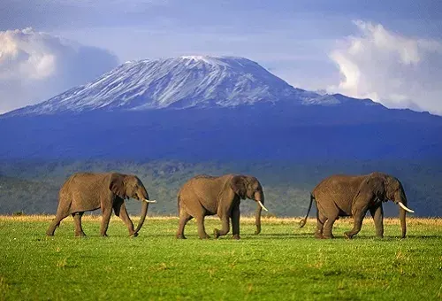 Amboseli NP