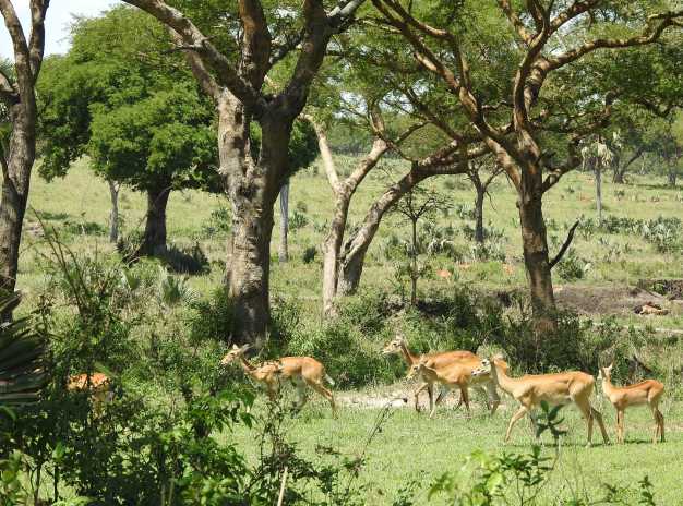 A herd of impalas grazing on the banks of Murchison falls.