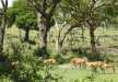 A herd of impalas grazing on the banks of Murchison falls.