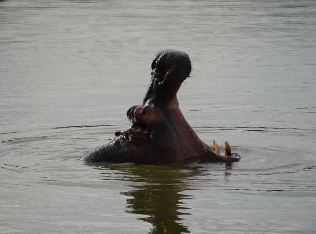  Hungry hippo pooling alone in Lake Mburo National Park.