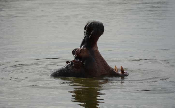  Hungry hippo pooling alone in Lake Mburo National Park.