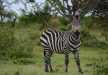 Solo Burchell Zebra spotted in the green land of lake Mburo NP.