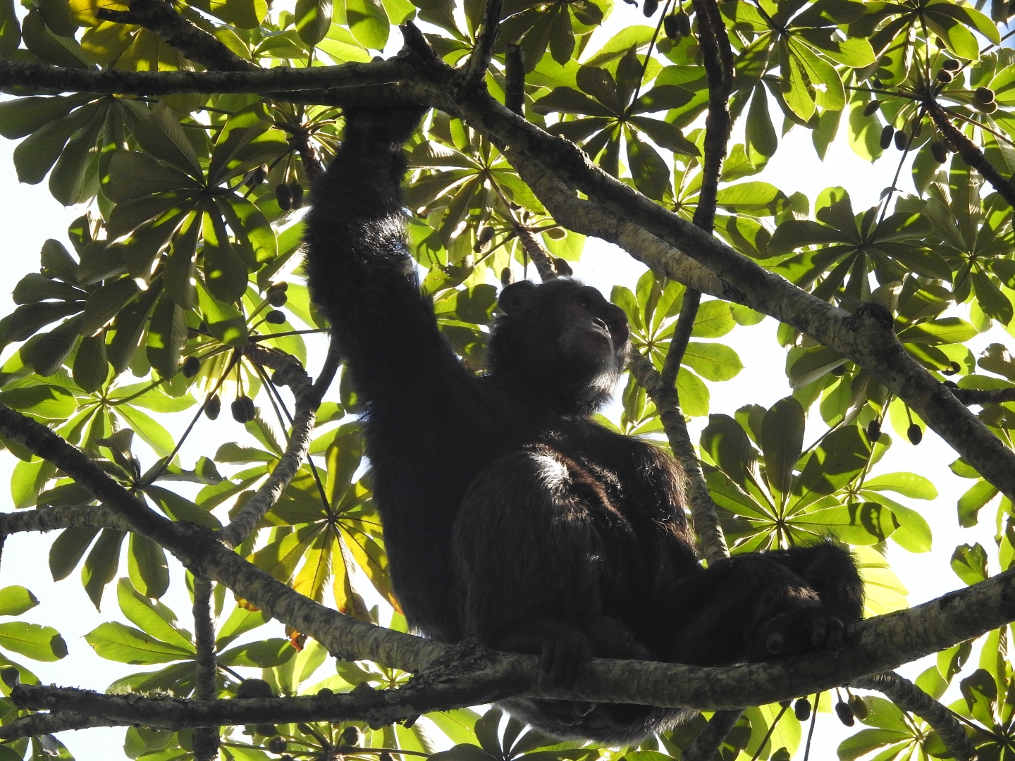 Big male chimp hanging on the top of the fig tree in Kibale NP