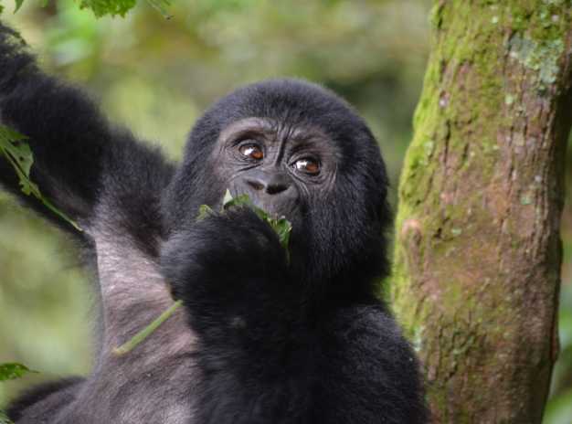 Young Silverback gorilla peacefully chewing the plant roots and leaves.