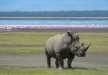 One of the best view in Lake Nakuru National Park - Pink Flamingos in the background and Southern White Rhino in front.