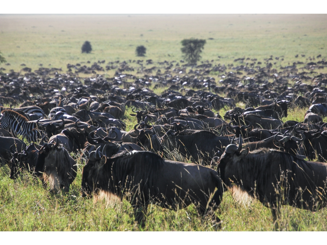 Serengeti NP