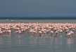 A small pat of Flamingo in Lake Nakuru feeding on the algae.