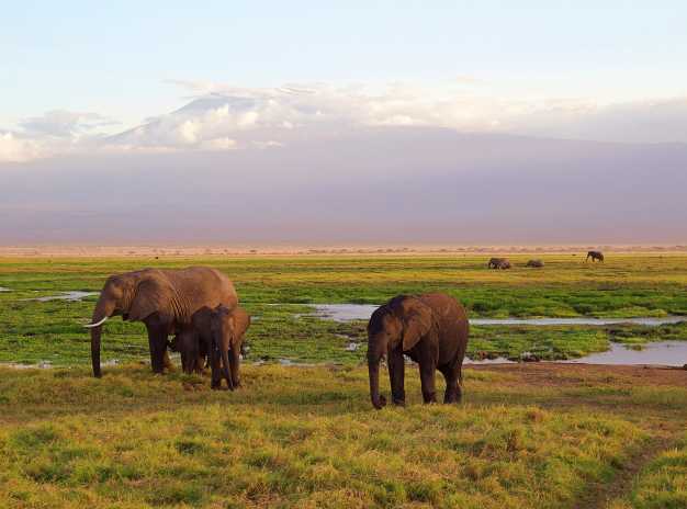 The best view in Amboseli, Elephants with Mt Kilimanjaro background. 