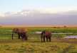 The best view in Amboseli, Elephants with Mt Kilimanjaro background. 