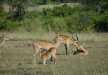 Impalas relaxing and feeding younger ones in the Queen Elizabeth NP.