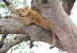 A tree-climbing lion taking shade from the scorching heat of the sun, Lake Manyara National Park