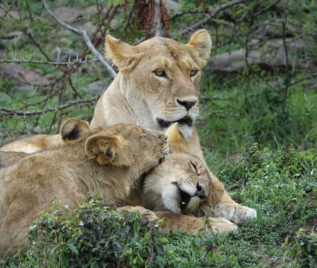 Relaxing Lionesses in Masai Mara National Reserve. 