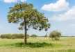 A giraffe grazing in the lush green pastures, Tarangire National Park