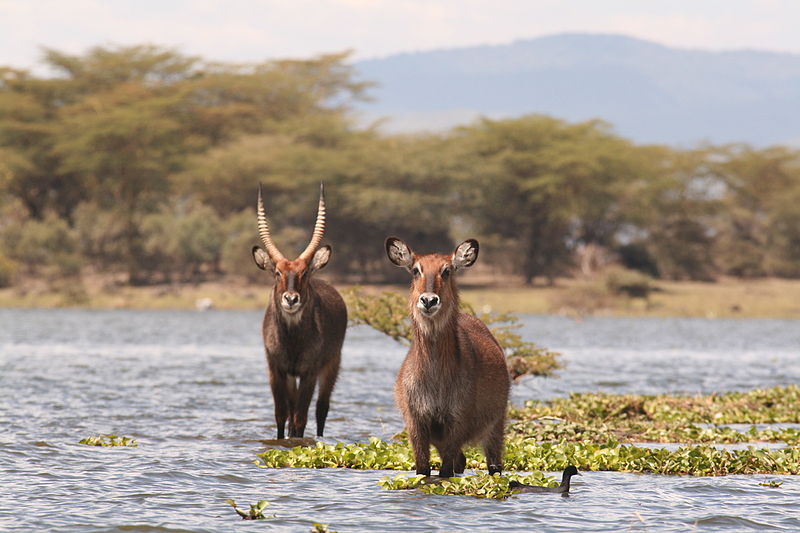 Water bucks enjoying in the Lake Naivasha. Photo taken from Crescent Island