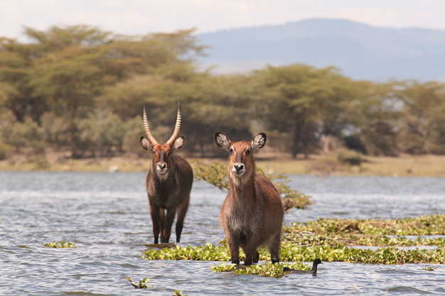 Water bucks enjoying in the Lake Naivasha. Photo taken from Crescent Island