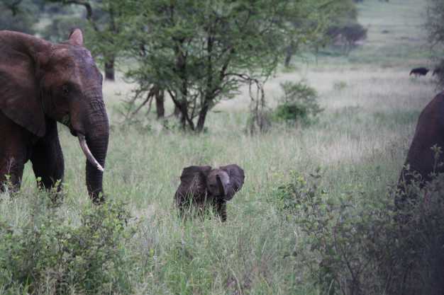 A female elephant taking a stroll through the bushes of Tarangire National Park with her young one