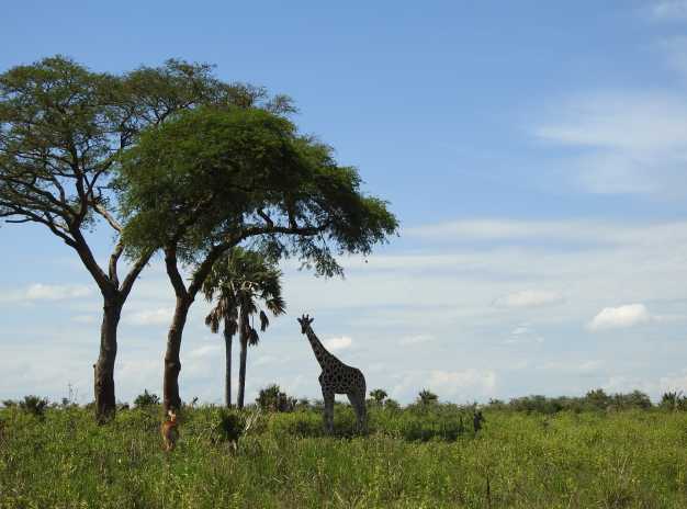 Big Male Giraffe crushing the branches of trees in Murchison Falls National Park. 