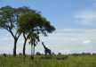 Big Male Giraffe crushing the branches of trees in Murchison Falls National Park. 