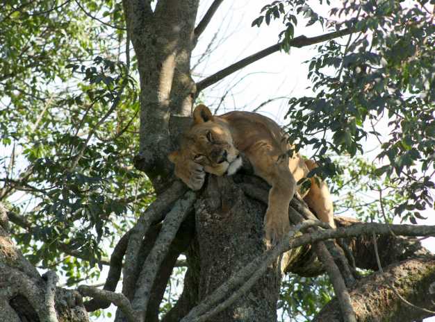 Lioness resting on the tree in Lake Nakuru National Park. 