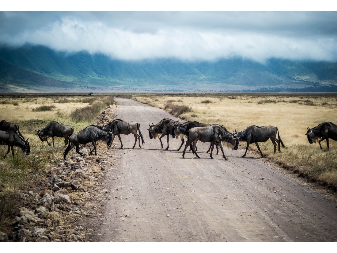 Ngorongoro Crater