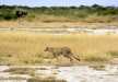 A cheetah wandering on the dry river bed in search of prey, Tarangire National Park