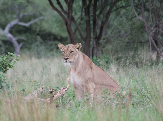 A lioness keenly observing her prey from the bushes, Lake Manyara National Park
