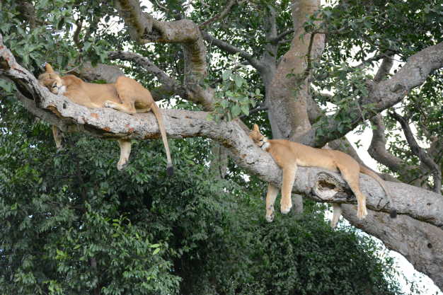 Two lions resting on branches in the afternoon as they digest their food after lunch in Queen Elizabeth NP.