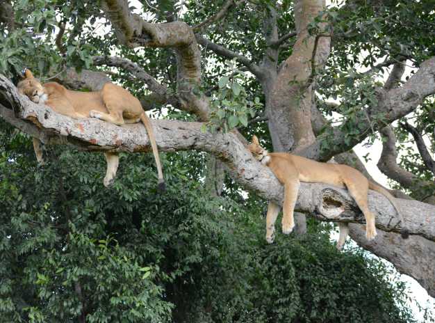Two lions resting on branches in the afternoon as they digest their food after lunch in Queen Elizabeth NP.