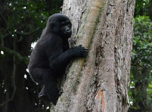 Young mountain gorilla climbing the tree in the Bwindi Impenetrable National Park.
