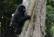 Young mountain gorilla climbing the tree in the Bwindi Impenetrable National Park.
