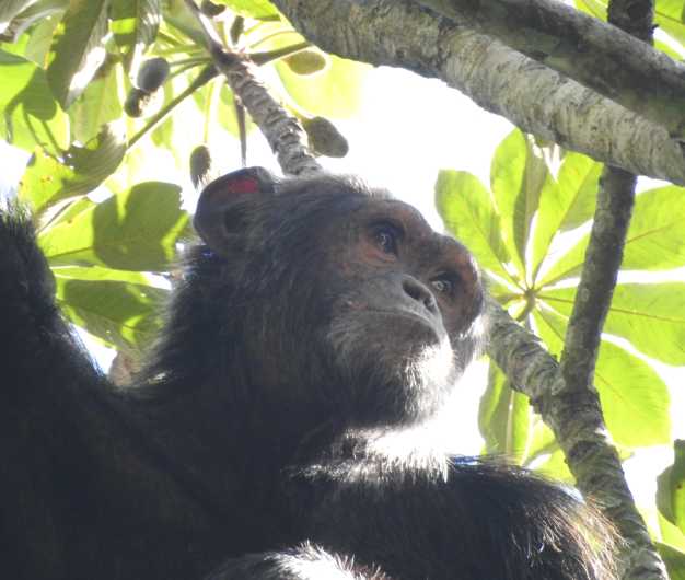 Chimp overlooking the scenic Ugandan mountains from top of the tree.