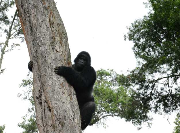 Mountain gorilla trekking the top of the tree in Bwindi National Park.