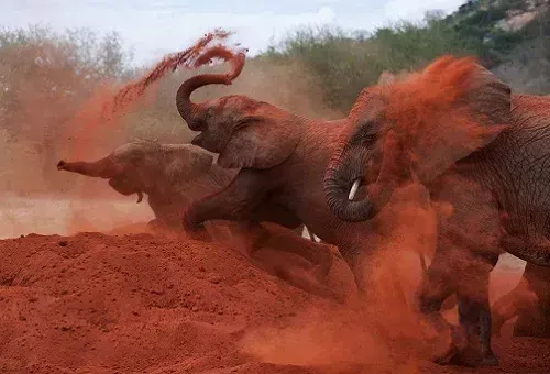 Tsavo NP