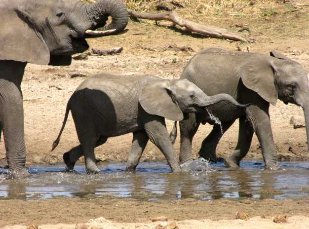 Elephants quenching their thirst from the Tarangire river