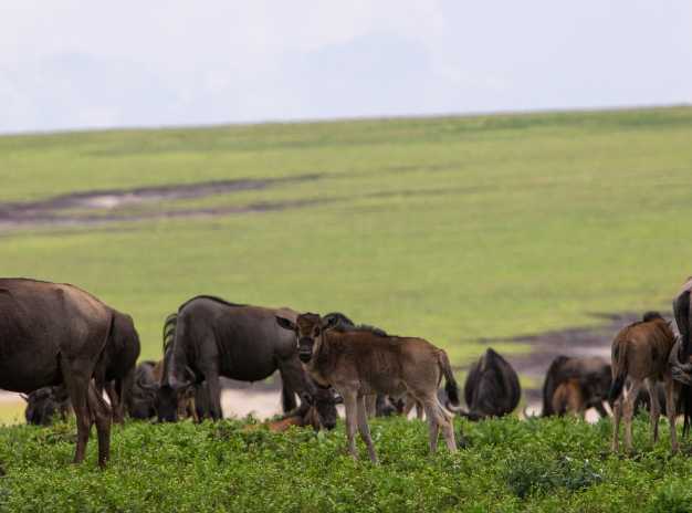 Herds of wildebeest feeding off of the fresh grass in Ngorongoro Crater