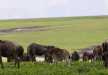 Herds of wildebeest feeding off of the fresh grass in Ngorongoro Crater