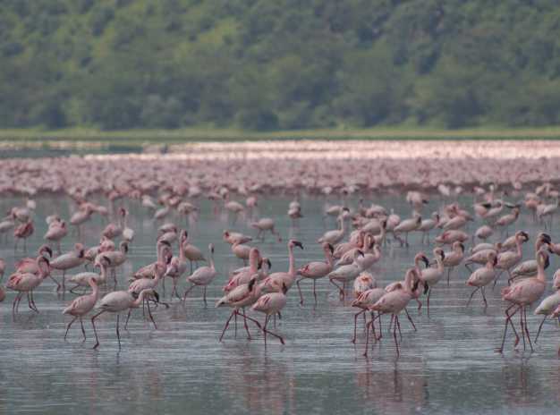 Lake Nakuru filled with Greater and Lesser Pink Flamingos. 