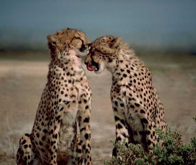 Couple cheetah in Masai Mara National Reserve.
