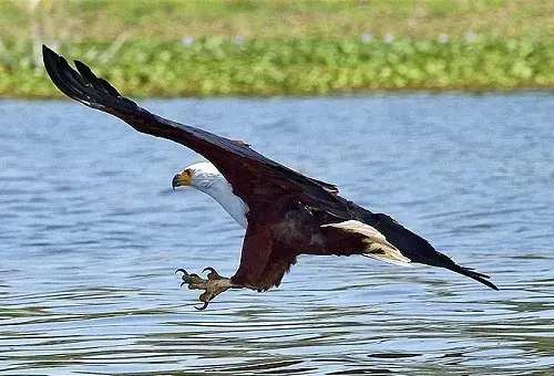 Lake Naivasha