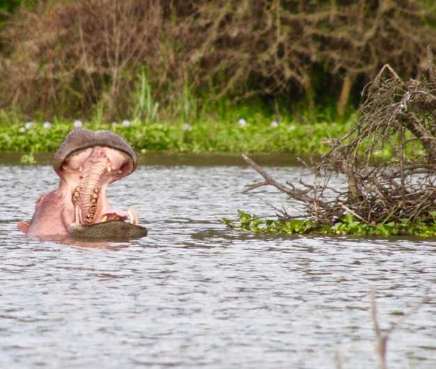The whole is completely filled by the hippos, you can see them while travelling on the boat to the Crescent Island.