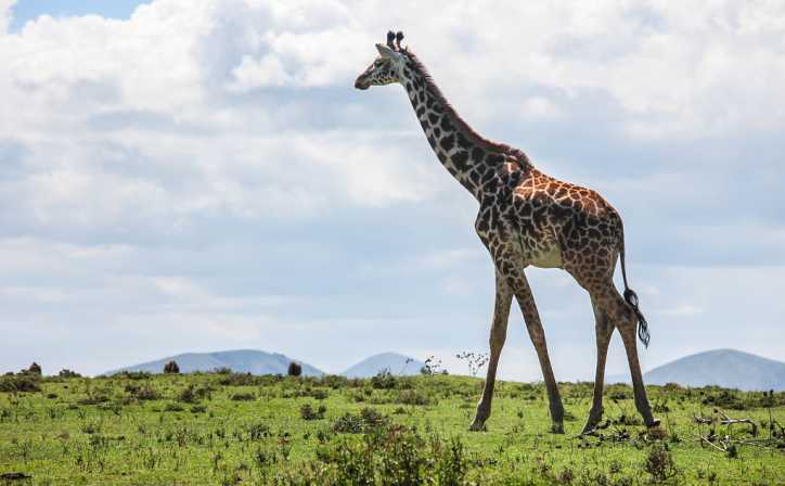 Giraffe wandering in The Crescent Island near Lake Naivasha.