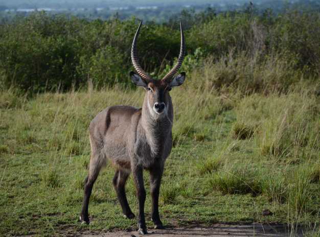 A Waterbuck Antelope stands on the green land of Queen Elizabeth NP. 