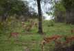 Impalas grazing on the beautiful lush of lake Mburo National Park.