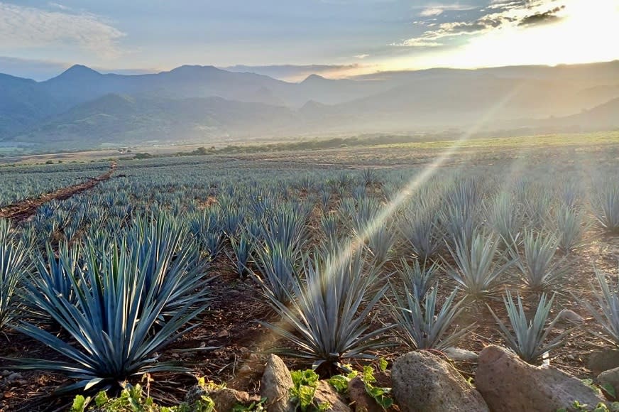 Article Content 108.2: What Led You Into a Career Working with Agave - Split Tout Image