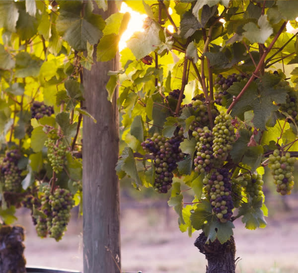Summertime in the Vineyard Summertime in the Vineyard